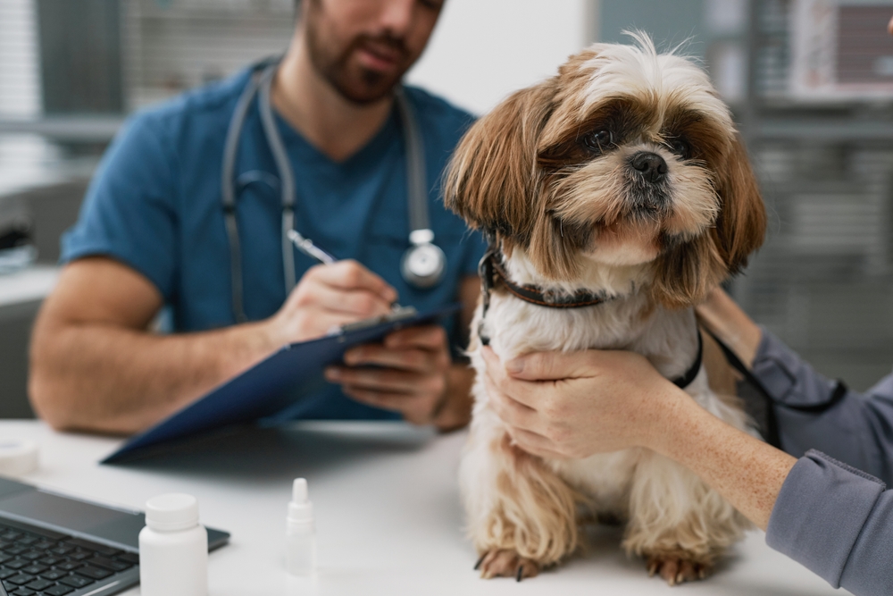 Dog at the vet - Veterinary practice