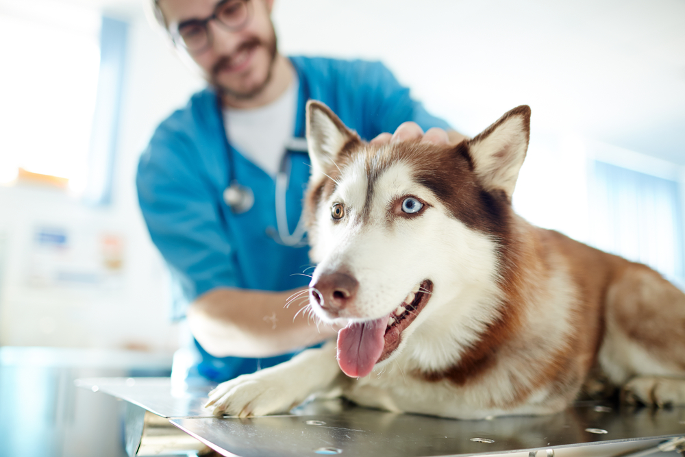 Siberian husky at the vet - Veterinary Partnership Agreement