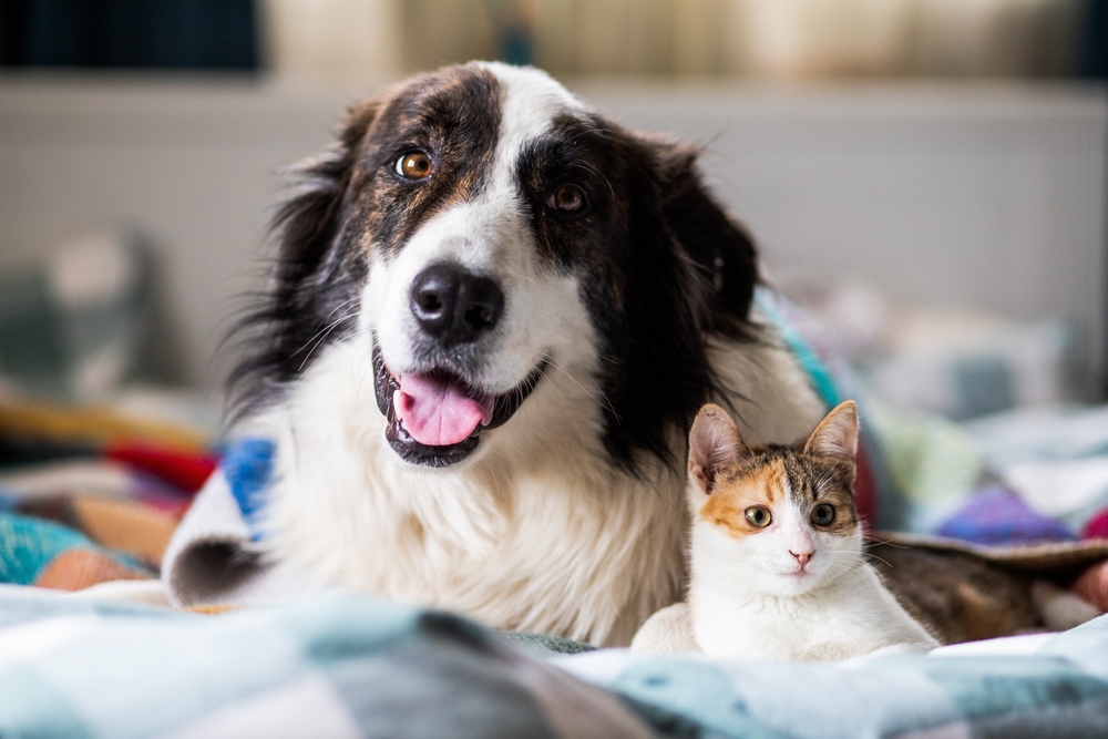 Portrait of dog and cat - Veterinary Partnerships