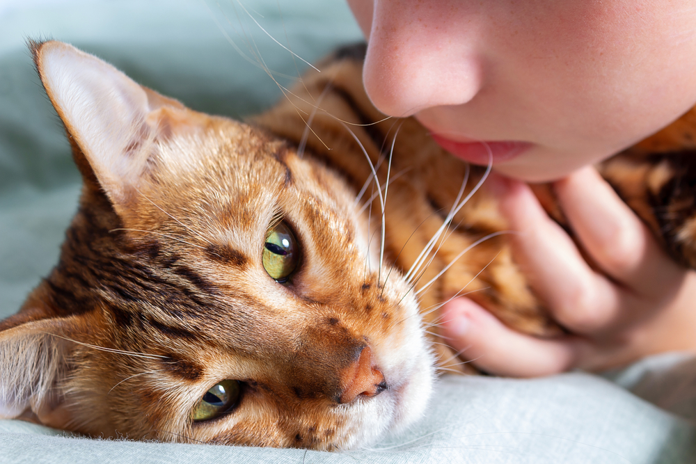 Sick cat with owner - Veterinary Practice