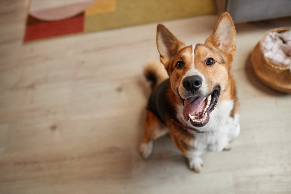 Portrait if a happy dog - Veterinary Practice Management